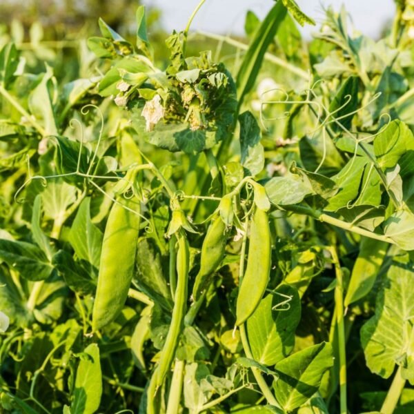 Pois nain Oregon Sugar Pod 2 – culture de pois mangetout au potager