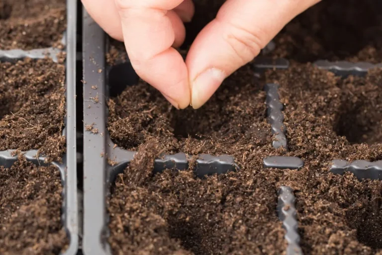 Semis de légumes dans un potager