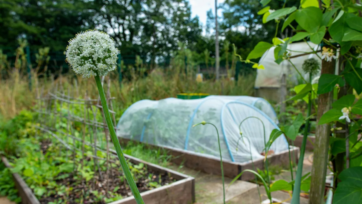 Que semer en octobre en Bretagne : potager sous tunnel