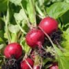 radis-cherry-belle-1-potager-darmor Graines de radis Cherry Belle – radis ronds rouge vif au potager