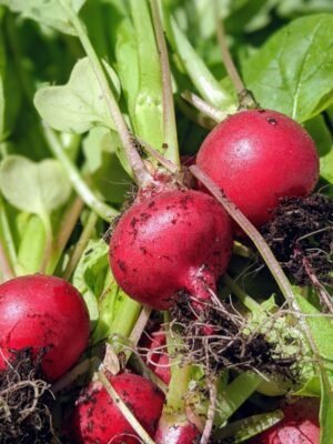 Graines de radis Cherry Belle – radis ronds rouge vif au potager