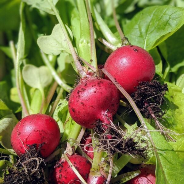 radis-cherry-belle-1-potager-darmor Graines de radis Cherry Belle – radis ronds rouge vif au potager