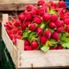 radis-cherry-belle-2-potager-darmor Radis Cherry Belle – récolte de radis rouges et ronds