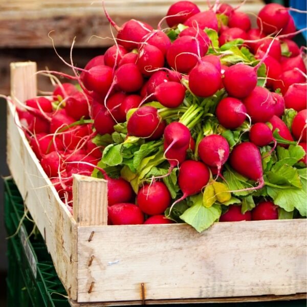 radis-cherry-belle-2-potager-darmor Radis Cherry Belle – récolte de radis rouges et ronds