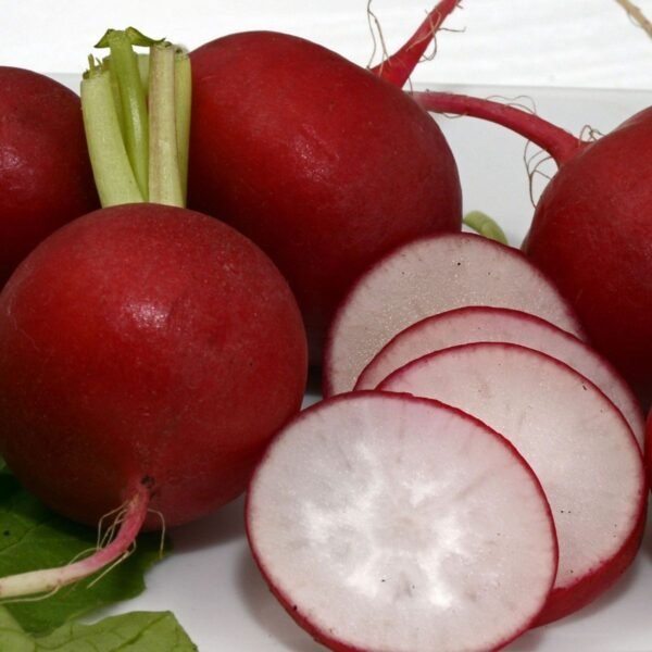 radis-cherry-belle-3-potager-darmor Radis Cherry Belle – chair blanche et peau rouge vif