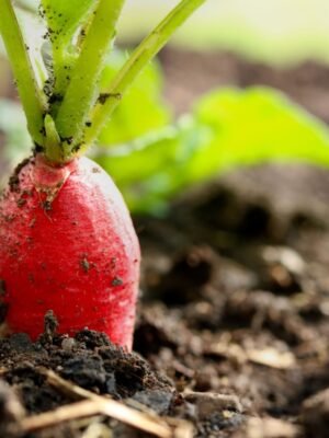 radis-de-dix-huit-jours-2-potager-darmor Radis de 18 jours – racine rouge et blanche en pleine terre