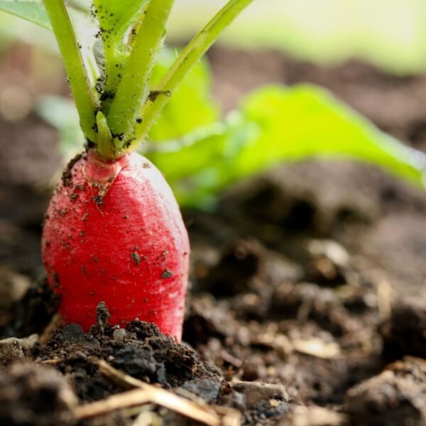 radis-de-dix-huit-jours-2-potager-darmor Radis de 18 jours – racine rouge et blanche en pleine terre