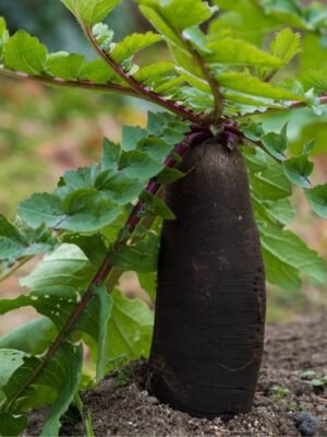 Graines de radis noir gros long d’hiver – longue racine noire au potager