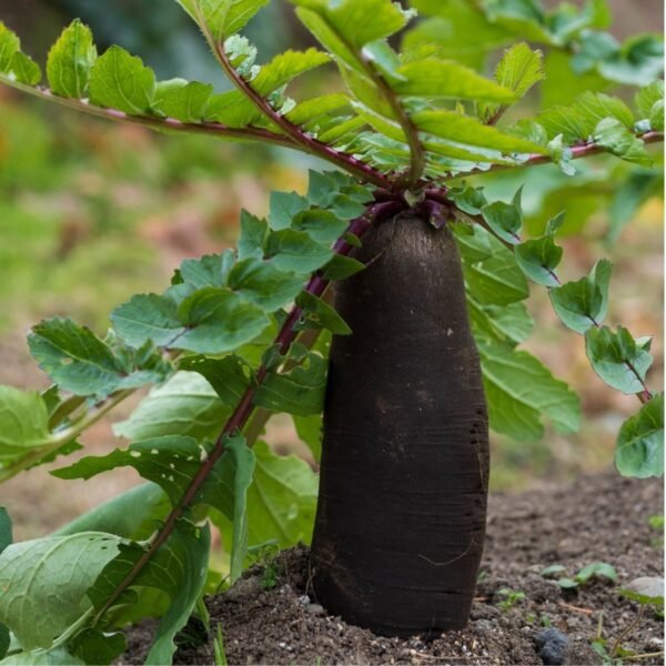 radis-noir-gros-long-hiver-1-potager-darmor Graines de radis noir gros long d’hiver – longue racine noire au potager
