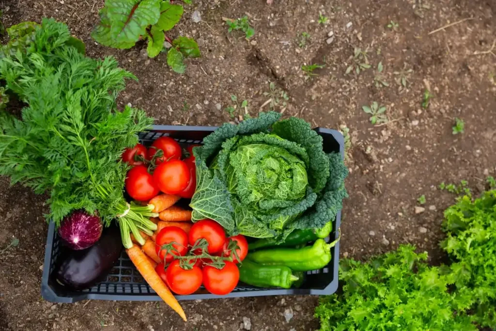Récolte de légumes frais du potager