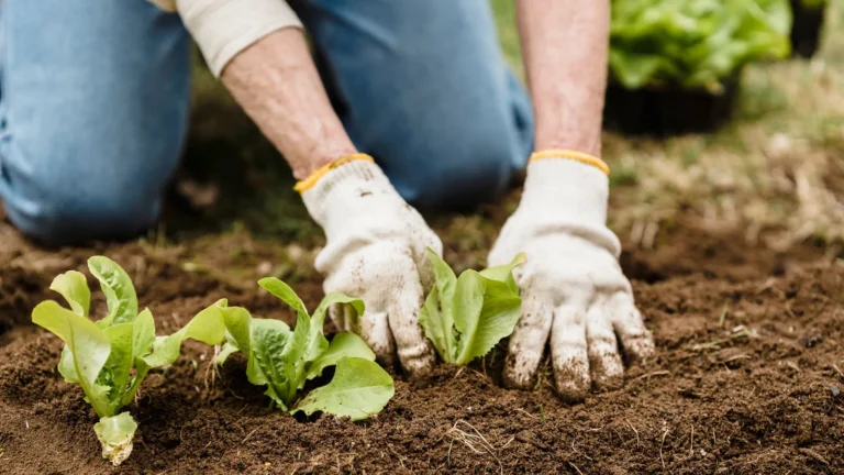 Jardinier plantant de jeunes laitues pour débuter un potager.