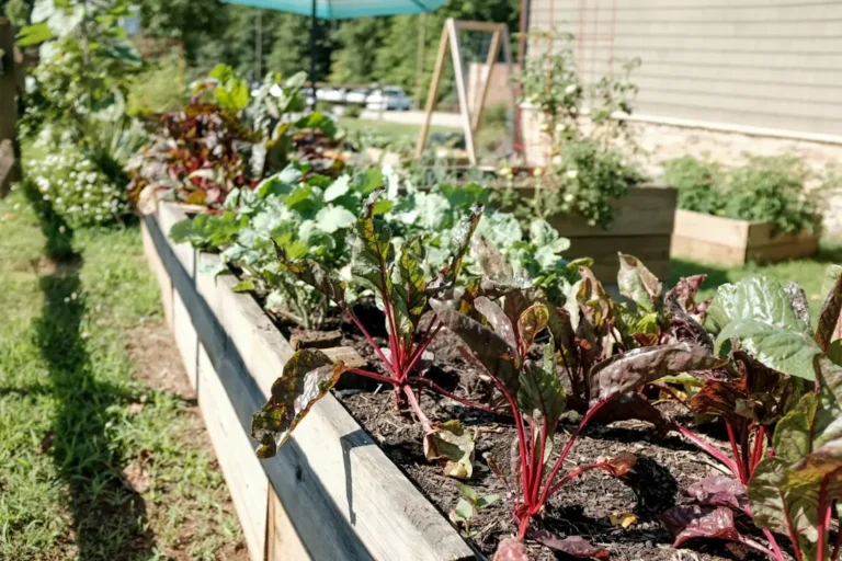 Légumes faciles à cultiver dans un potager