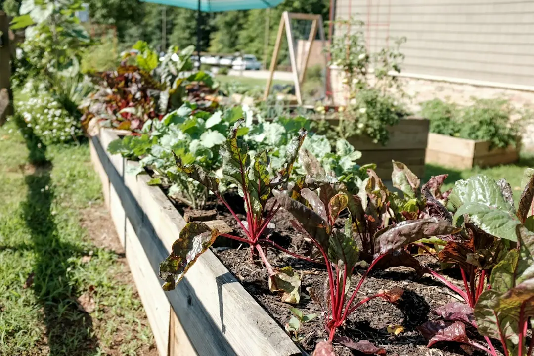 Légumes faciles à cultiver dans un potager