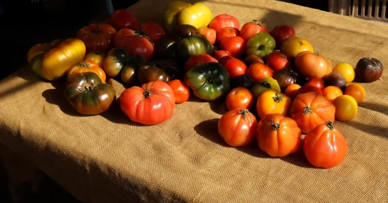 Assortiment de variétés de tomates anciennes en Bretagne.
